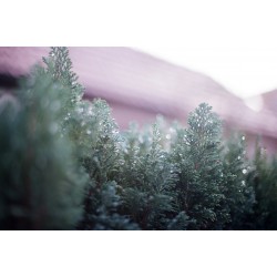 FLICFILM Elektra 100 135/36, exp. 02/25