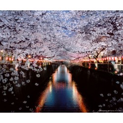 CineStill 800 Tungsten 120