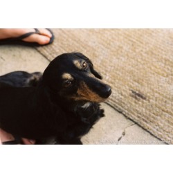 CINESTILL Cs2 ''Cine Simplified'' ECN 2 komplet za 16 filmova