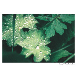 ILFORD Harman Phoenix color 200 135/36