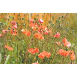 Fotoaparat Holga 120N črn