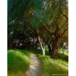 CineStill 400Dynamic 4x5"/25