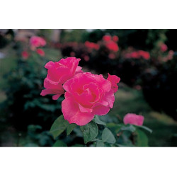 RC Preds. šošovka +2 40mm MARUMI