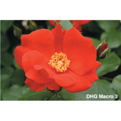 DHG-77mm Macro-3 MARUMI