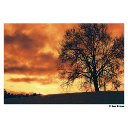 HARMAN RED 125 135/36