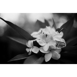 ROLLEI RPX 25 135/36