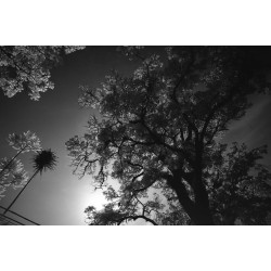 Rollei Retro 80s 120