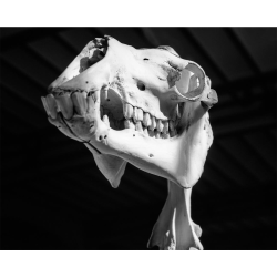 Rollei Retro 80-ih 135-36