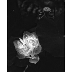 ROLLEI RPX 100 135-36