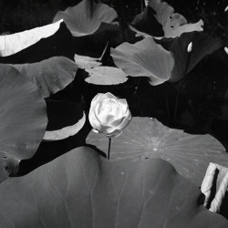 Rollei Retro 400s 120