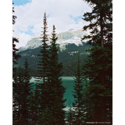 CineStill Xpro 50 Daylight 120