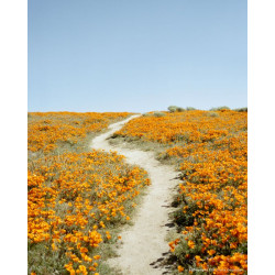 CineStill Xpro 50 Daylight 120