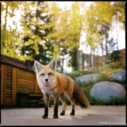 CineStill Xpro 50 Daylight 120