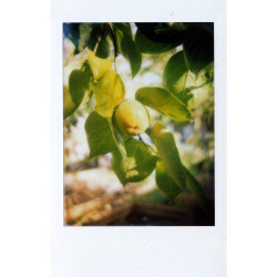 MINT InstantFlex TL70 2.0 Retro Camera for Instax MINI Films