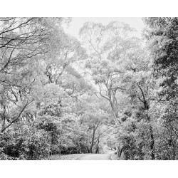 ROLLEI RPX 25 135/36