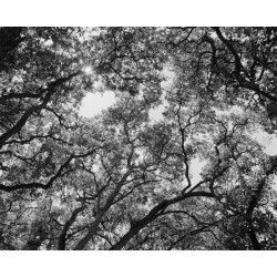 ROLLEI RPX 100 135-36