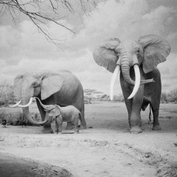 CineStill BWxx 250/135-36