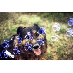 KONJ! Katz 200 135/24