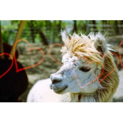 KONO! Liebe 200 135/24