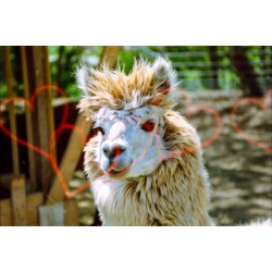 KONJ! Liebe 200 135/24