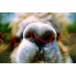 KONO! Liebe 200 135/24