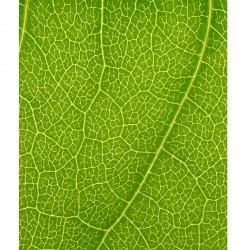 Helios DK-1 komplet za transiluminaciju