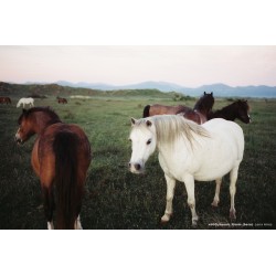 CineStill 400Dynamic 135/36