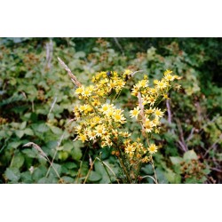 ORWO WOLFEN NC500 135/36