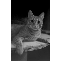 ORWO WOLFEN NP100 135/36, exp. 10/2024