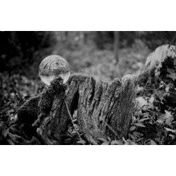 ORWO WOLFEN NP100 135/36, exp. 10/2024