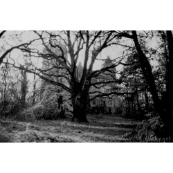 ORWO WOLFEN UN54 135/36