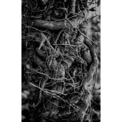 ORWO WOLFEN UN54 135/36