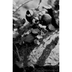 ORWO WOLFEN UN54 135/36