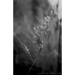 ORWO WOLFEN UN54 135/36