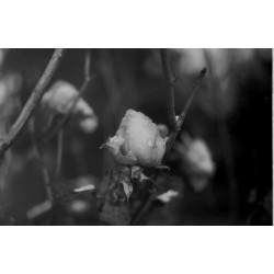 ORWO WOLFEN DN21 135/36